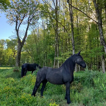 La Maison Des Chevaux * Saint-Vran